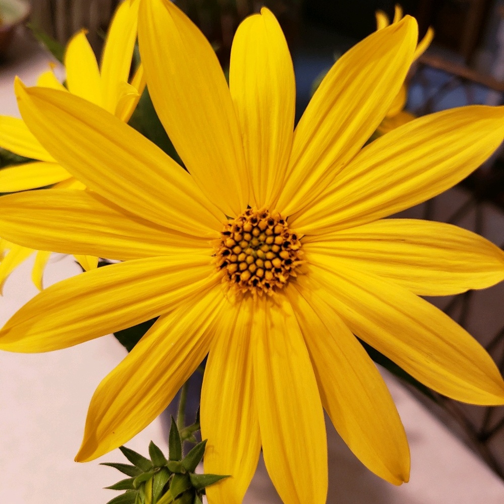 Meet your Posher, Brenna